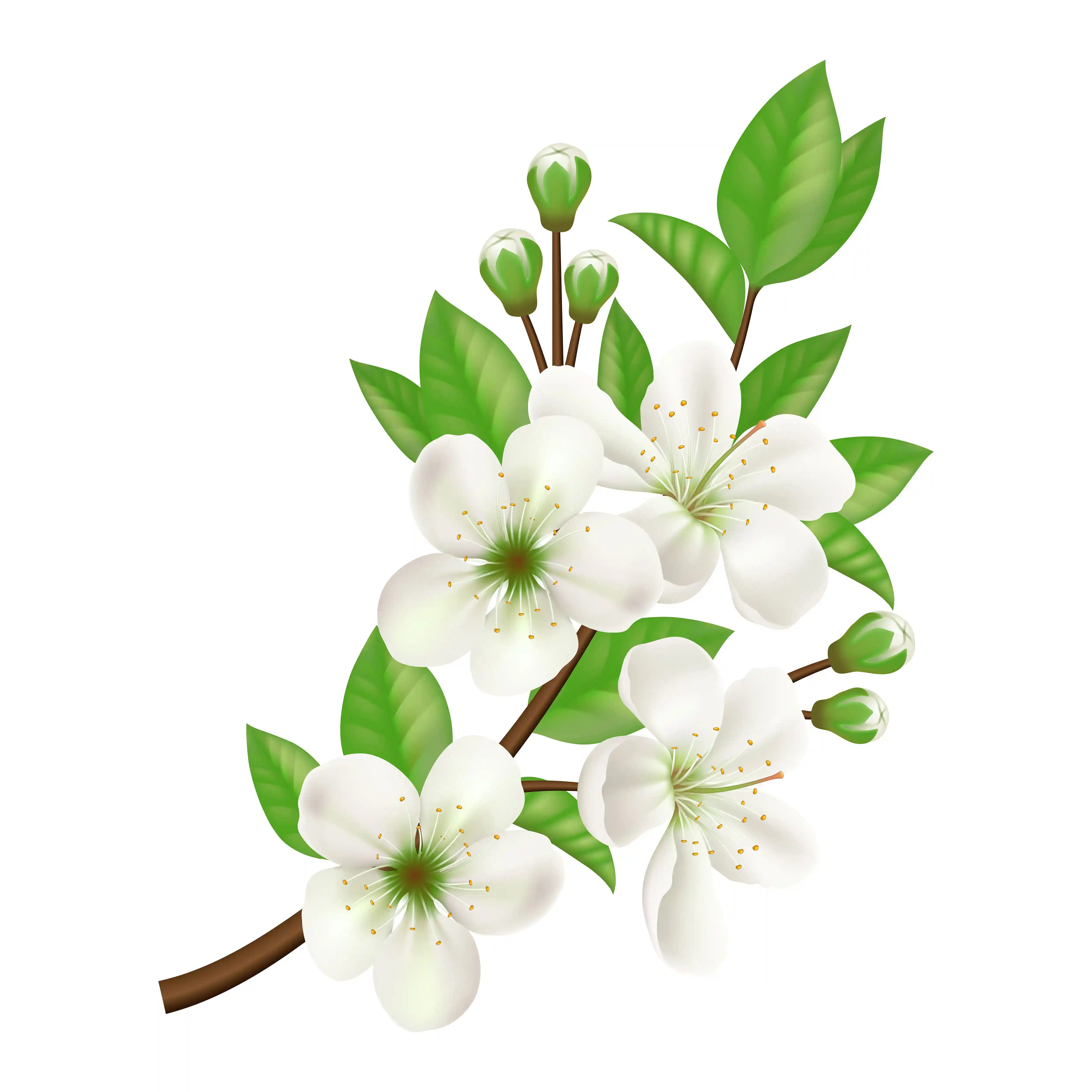 jasmine — base note